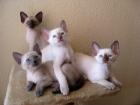 Süße reinrassige Siam Kitten (7 Wochen) suchen ein neues Zuhause.