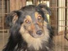 Moon   eine der 12 Hundeseelen. Er wurde in dieser Zwingeranlage geboren