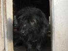 Blacky   eine der 12 Hundeseelen. Er ist ein kleiner Clown   von der Welt kennt 