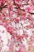 Der Frühling ist da und mit ihm starten unsere Französisch-, Russisch- und Deuts
