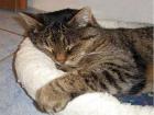 Suche spende für den einsatz der feuerwehr um meine katze zu retten