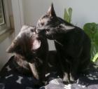 Cyrus & Hannibal zwei Brüder!