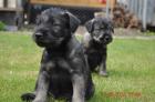 Mittelschnauzerwelpen schw.Pfeffer/Salz
