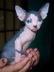 Canadian Sphynx Mädchen, Spitzenqualität!
