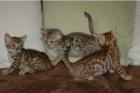MiniLeoparden BengalKatzen mit Papieren