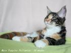 Maine coon Kittens mit Stammbaum