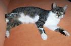 2 kastrierte Katzen (10 Monate alt)