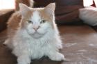 Maine coon kater abzugeben