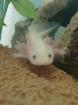 Axolotl Jungtiere (Weiß und Gold)