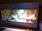 Wunderschönes Wüsten-/Steppenterrarium + 2 Bartagamen (w)