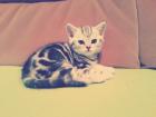 5 BKH Kitten