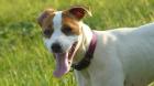 Super Liebe Jack russel Hündin abzugeben!!