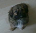 SÜSSER PEKINESE (MINI)
