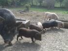 Verschiedenfarbige Minischwein abzugeben