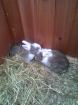 Babykaninchen Gelsenkirchen