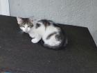 Kleiner Süßer Kater sucht neues Zuhause (Katzenbaby)