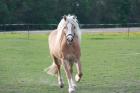 Wunderschöne Haflinger Stute zu verkaufen!