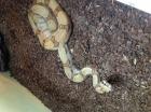 Boa Constrictor Columbia Imperator zu verkaufen
