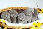 Super tolle BKH blau und lilac Babys 