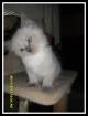 4 süße Heilige Birma Katzenbabys suchen neues zuhause ab SOFORT!! (HERNE)