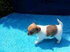 10 Wochen alter Chihuahua Welpe sucht ein neues zu Hause