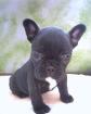 Französisch Bulldog Welpen 