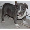 Pitbull blueline welpen abzugeben!