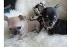 Traumhafte Chihuahuawelpen aus seriöser FCI/VDH Zucht abzugeben