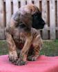 Deutsche Doggen-Welpen in Gelbgestromt