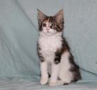 Maine Coon Babys suchen Familienanschluss