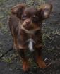 Chihuahuawelpe, chocolate and tan Langhaar