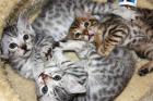 Bengal Kitten ,Bengal Katzen