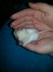 Dumbo- und Farbratten Babys 