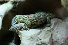 1.2 Stachelschwanzwarane - varanus acanthurus