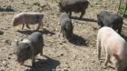 Minischweine aus Hobbyzucht abzugeben