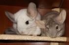 2 Chinchillaböckchen in gute Hände abzugeben