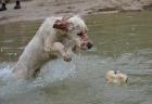 English Setter Welpe Rüde geb. 28.01-0.7978 sehr verschmust und anhänglich