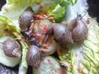 Achatschnecken, Nachzuchten von Achatina fulica und A.immaculata 