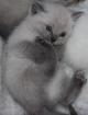 WUNDERSCHÖNE REINRASSIGE BKH POINT KITTEN KATZENBABYS BABY BALD ABGABE IN 2 WOCH