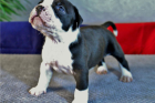 American Staffordshire Terrier Welpen