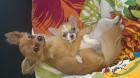Chihuahua 