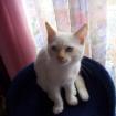 Kater eine Katze zum Decken