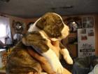 Staffordshire terrier