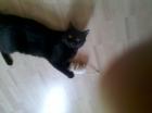 Vermisst Schwarzer Kater Charly in 63808 Haibach -Umgebung seit 30.06-0.7978 !!!