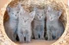 Reinrassige Russisch Blau Kitten mit Stammbaum