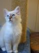Heiliger junger Birmakater 