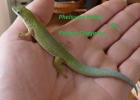 Palmentaggecko Phelsume dubia 