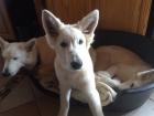 Weißer Schäferhund, Junghund, Familien- und Kinderhund
