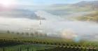  Weinernte, Erntehelfer, 