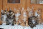 Zuckersüße Maine Coon Feuermelder 
